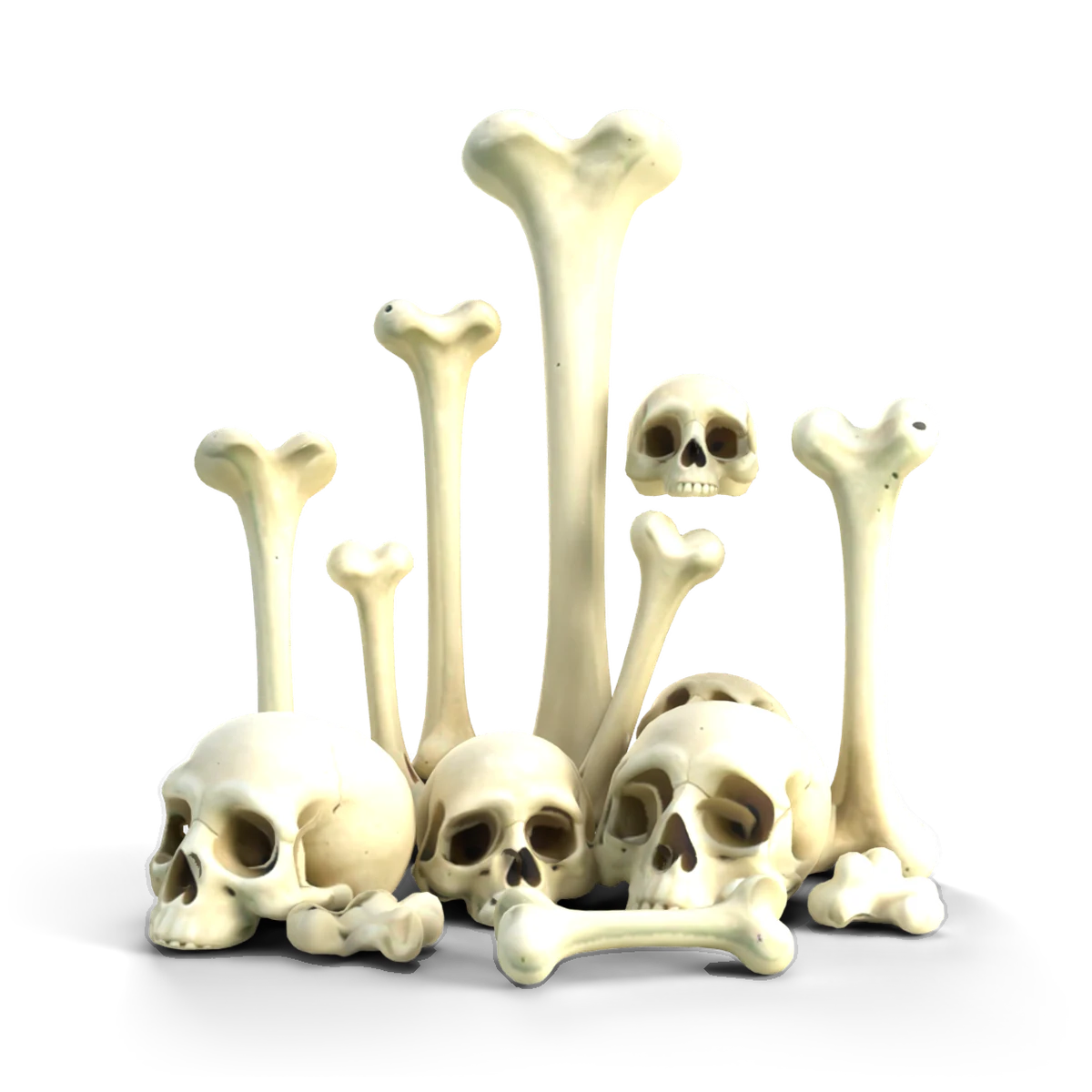 骨の庭の 3D モデル(正面)